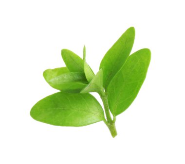 Bembeyaz yaban mersini yaprakları