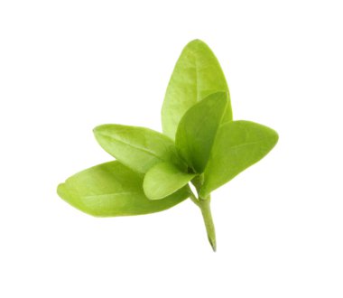 Bembeyaz yaban mersini yaprakları