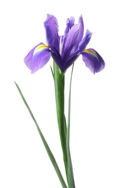 Güzel menekşe çiçekleri beyaza izole edilmiş.