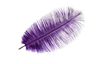 Güzel narin menekşe tüyü beyazda izole edilmiş.