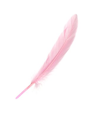 Güzel pembe tüy beyazda izole edilmiş.