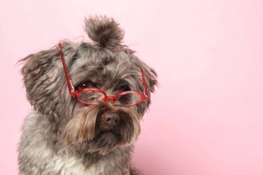 Tatlı Maltipoo köpeği pembe arka planda gözlük takıyor, mesaj için yer var. Sevimli hayvan