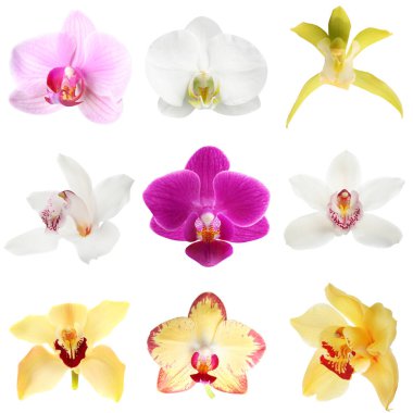 Farklı güzel orkide çiçekleri beyaz sette izole edilmiş.