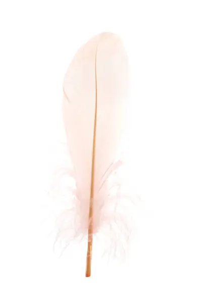 漂亮的淡淡的粉红羽毛 白色隔离 — 图库照片