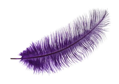 Güzel narin menekşe tüyü beyazda izole edilmiş.