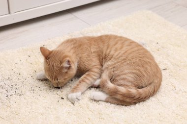 Halıdaki sevimli kızıl kedi, etrafa saçılmış toprak.
