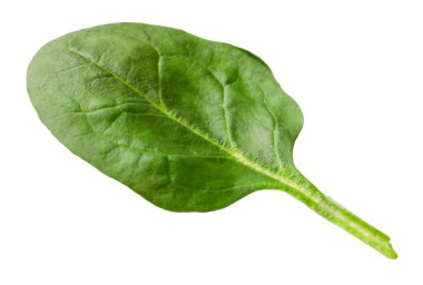 Bir taze ıspanak yaprağı beyaza izole edilmiş.