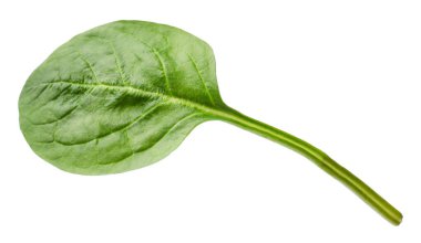 Bir taze ıspanak yaprağı beyaza izole edilmiş.