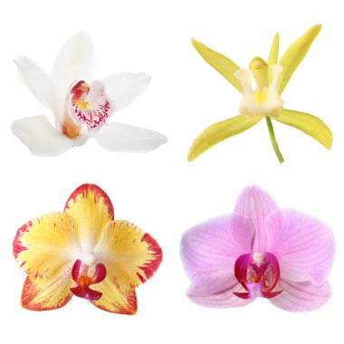 Farklı güzel orkide çiçekleri beyaz sette izole edilmiş.