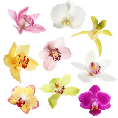 Farklı güzel orkide çiçekleri beyaz sette izole edilmiş.