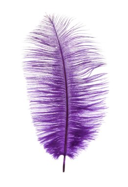 Güzel narin menekşe tüyü beyazda izole edilmiş.