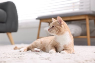 Evde yerde yatan sevimli kızıl kedi.