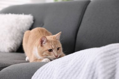 Evdeki kanepede yatan sevimli kızıl kedi.