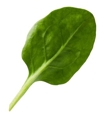 Bir taze ıspanak yaprağı beyaza izole edilmiş.