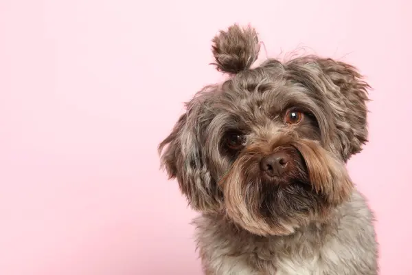 stock image Cute Maltipoo dog on pink background, space for text. Lovely pet