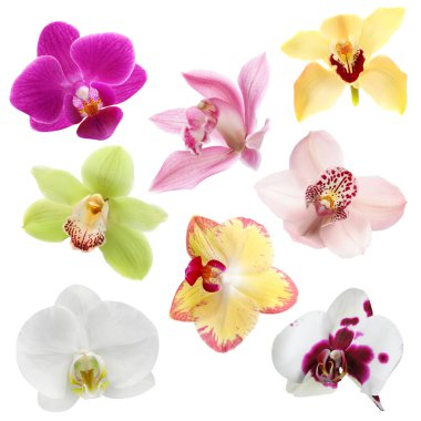 Farklı güzel orkide çiçekleri beyaz sette izole edilmiş.