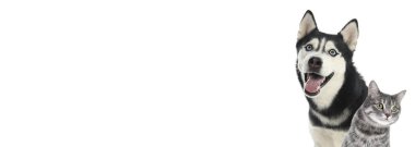 Beyaz arka planda gri tekir kedisi ve Sibirya Husky köpeği. Metin için alanı olan pankart tasarımı