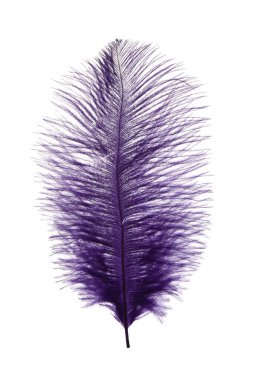 Beyaz arkaplanda güzel mor menekşe tüyü