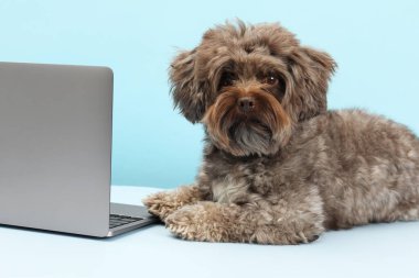 Açık mavi arka planda dizüstü bilgisayarı olan sevimli bir Maltipoo köpeği. Sevimli hayvan