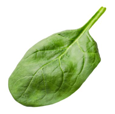 Bir taze ıspanak yaprağı beyaza izole edilmiş.