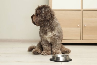 Şirin Maltipoo köpeği ve evdeki kasesi. Sevimli hayvan