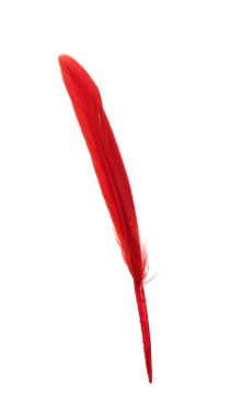 Fluffy beautiful red feather isolated on white