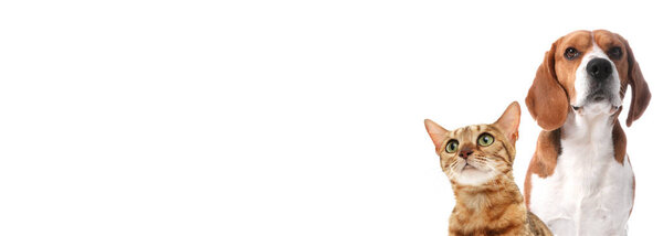 Lindo Gato Bengala Hermoso Perro Beagle Sobre Fondo Blanco Diseño — Foto de Stock