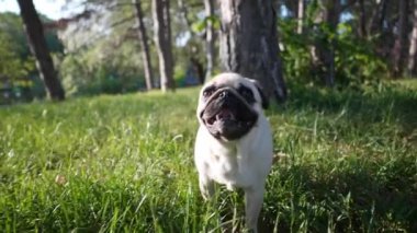 Güneşli bir sabahta yeşil çimlerde yürüyen sevimli küçük bir köpek, yavaş çekim etkisi.