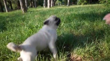 Şirin küçük köpek güneşli bir sabahta yeşil çimlerde eğleniyor. Kamera köpekten sonra hareket ediyor, yavaş çekim etkisi