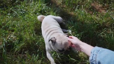 Güneşli bir sabahta sevimli köpeğiyle parkta bir kadın, yakın plan. Yavaş çekim etkisi