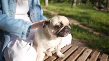 Güneşli bir sabahta parktaki ahşap bankta sevimli köpeğiyle bekleyen bir kadın. Yakın plan. Yavaş çekim etkisi