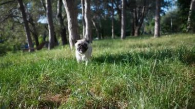 Güneşli bir sabahta yeşil çimlerde kameraya doğru koşan sevimli küçük bir köpek. Yavaş çekim etkisi
