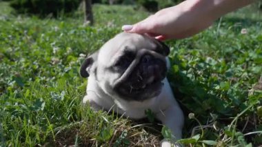 Güneşli bir sabahta sevimli köpeğiyle parkta bir kadın, yakın plan.