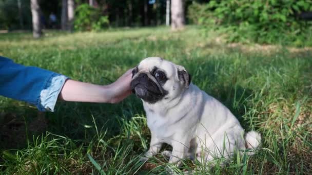 Γυναίκα Χαριτωμένο Της Σκυλάκι Στο Πάρκο Ηλιόλουστο Πρωινό Κοντινό Πλάνο — Αρχείο Βίντεο