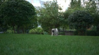 Çekici genç bir kadın parkta tatlı köpeğini okşayıp öpüyor, düşük açılı.