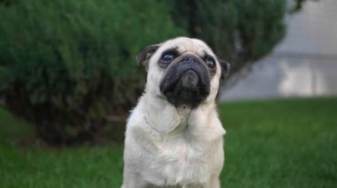 Çekici genç bir kadın parkta tatlı köpeğini okşayıp öpüyor, düşük açılı.