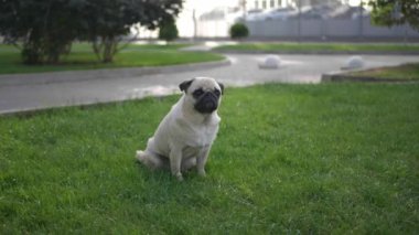 Çekici genç bir kadın parkta tatlı köpeğini okşayıp öpüyor, düşük açılı.