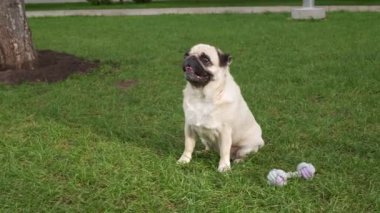 Çekici genç bir kadın parkta tatlı köpeğini okşayıp öpüyor, düşük açılı.