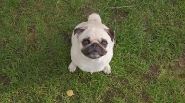 Çekici genç bir kadın parkta tatlı köpeğini okşayıp öpüyor, düşük açılı.