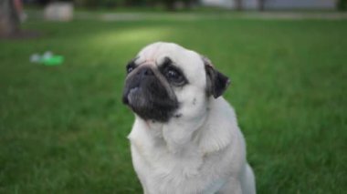 Çekici genç bir kadın parkta tatlı köpeğini okşayıp öpüyor, düşük açılı.