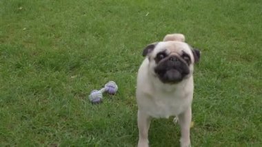 Çekici genç bir kadın parkta tatlı köpeğini okşayıp öpüyor, düşük açılı.