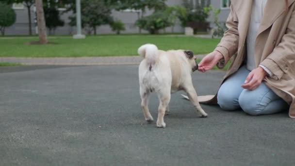 Mujer Dando Placer Lindo Pug Aire Libre Primer Plano — Vídeo de stock
