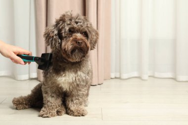 Evde sevimli Maltipoo köpeğini fırçalayan kadın, yakın plan. Mesaj için yer var. Sevimli hayvan
