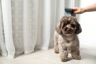 Evde sevimli bir Maltipoo köpeği fırçalayan bir kadın, mesaj için yeri olan bir yer. Sevimli hayvan