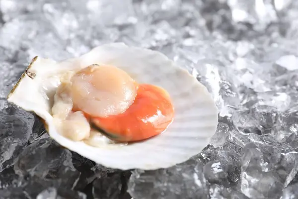 Fresh raw scallop in shell on ice cubes, closeup