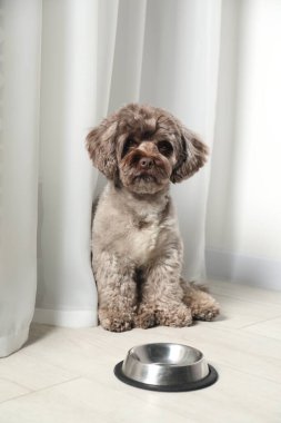 Evdeki yemek kasesinin yanında sevimli bir Maltipoo köpeği var. Sevimli hayvan
