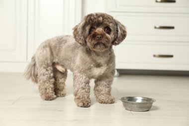 Mutfakta yemek kasesinin yanında sevimli bir Maltipoo köpeği var. Sevimli hayvan