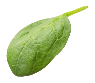 Bir taze ıspanak yaprağı beyaza izole edilmiş.
