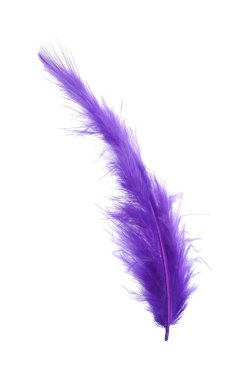 Fluffy beautiful purple feather isolated on white