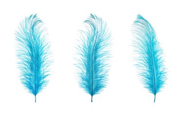 Güzel açık mavi tüyler beyaz üzerinde izole, set
